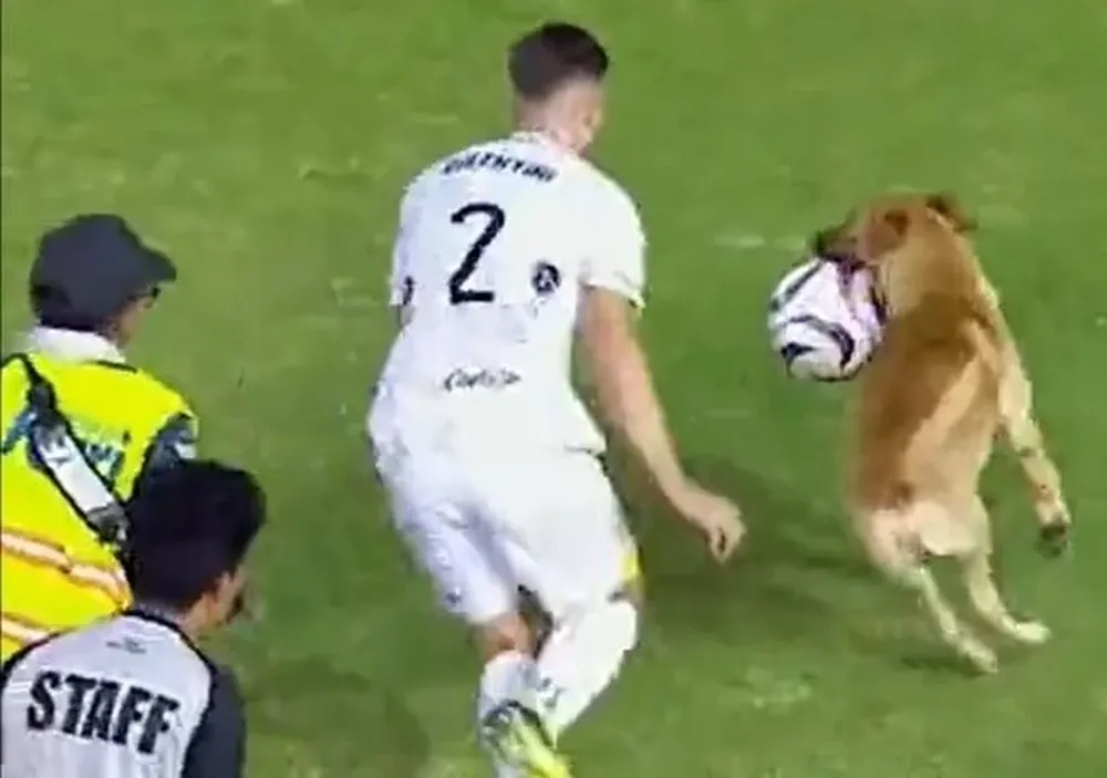 El perro con la pelota en la boca