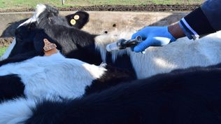 Fiebre aftosa: en Uruguay no hay circulación del virus desde inicios de este siglo.