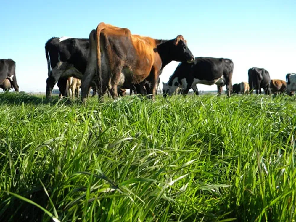 Los gases que despide el ganado bovino son motivo de preocupación en Uruguay