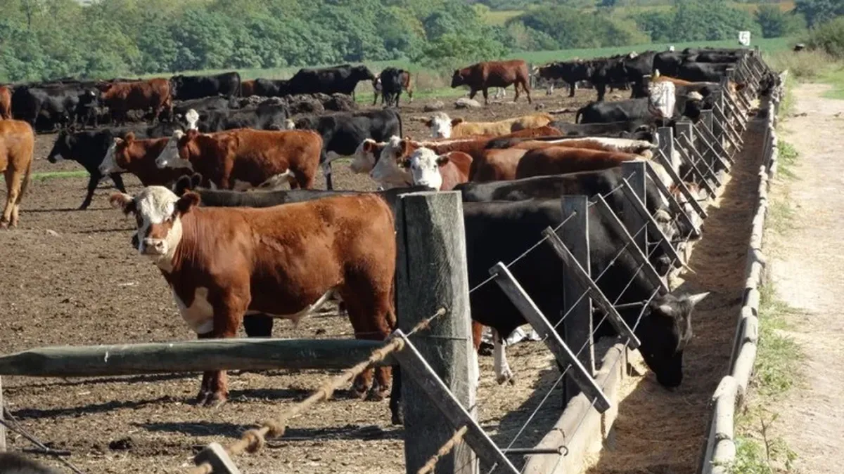 La intensificación ganadera mueve la matriz agrícola