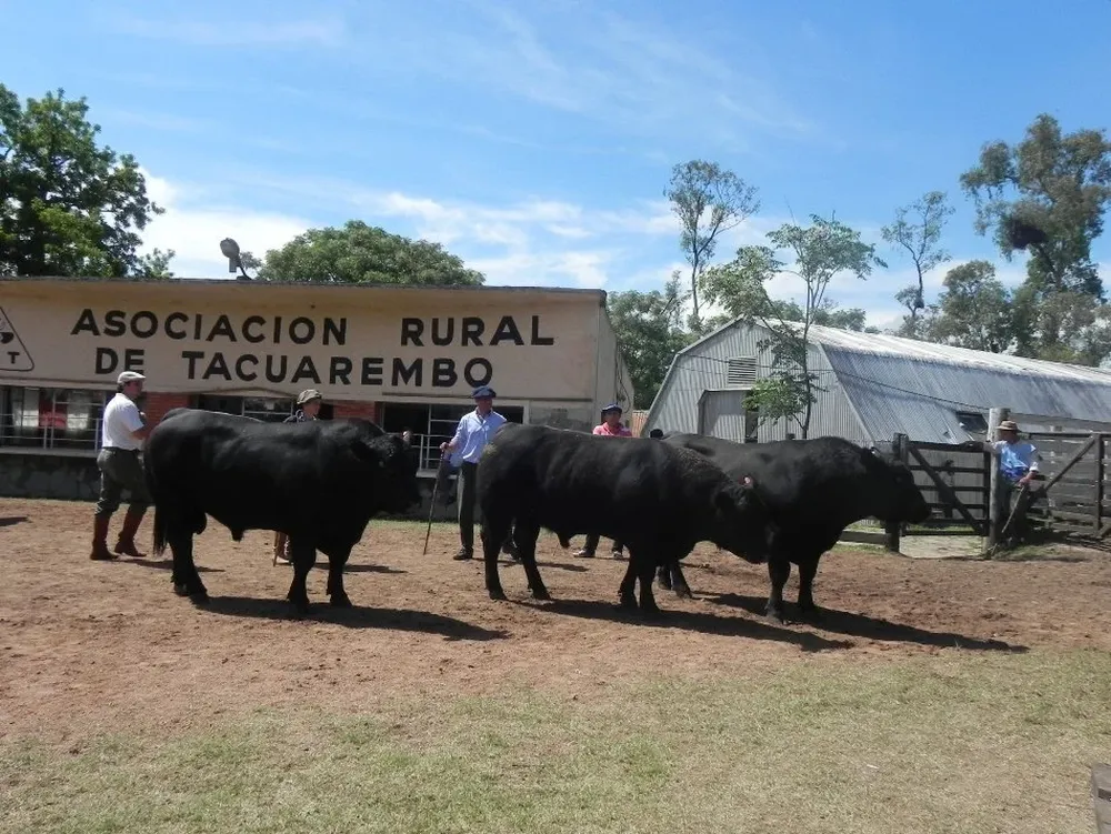 En plena labor el jurado de Aberdeen Angus Diego Albanell