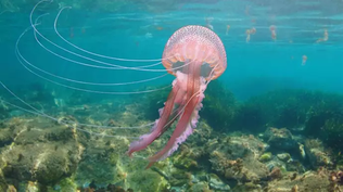 La presencia de medusas en Barcelona alteran los planes de los bañistas. 