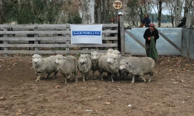 Máximos de US$ 68 por ovejas y de US$ 71 por capones