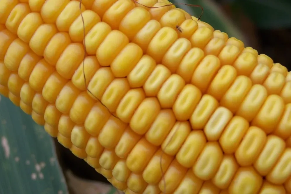 El área maicera será similar a la de la campaña pasada