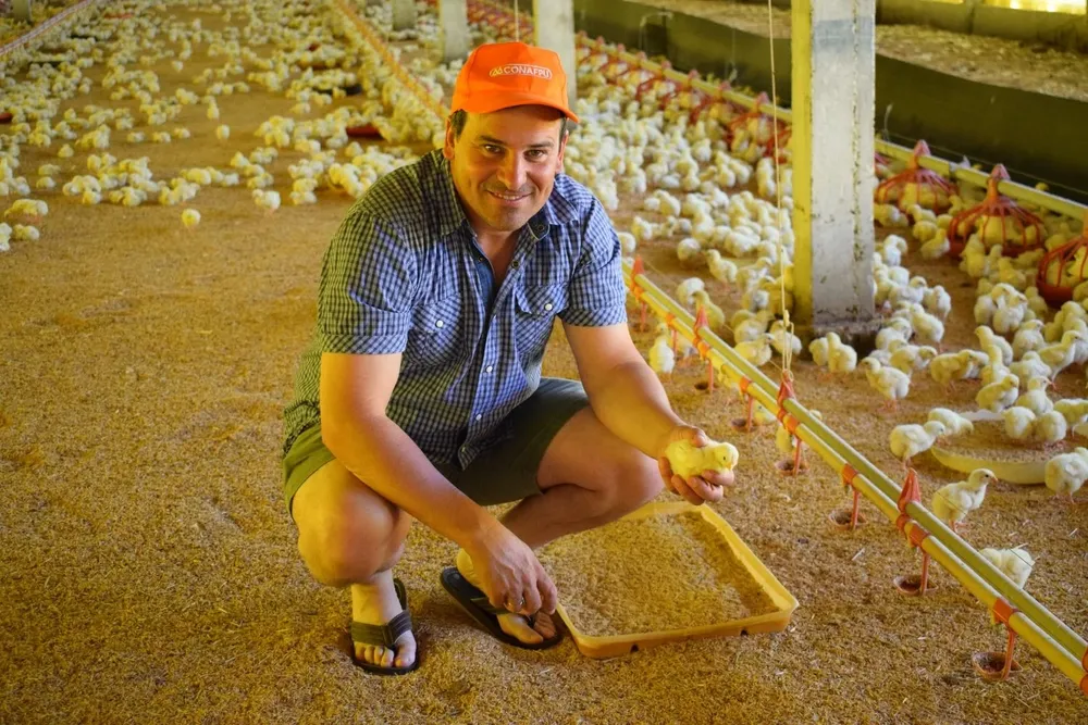 Daniel Pereyra en uno de sus galpones al inicio de un nuevo lote de cría.