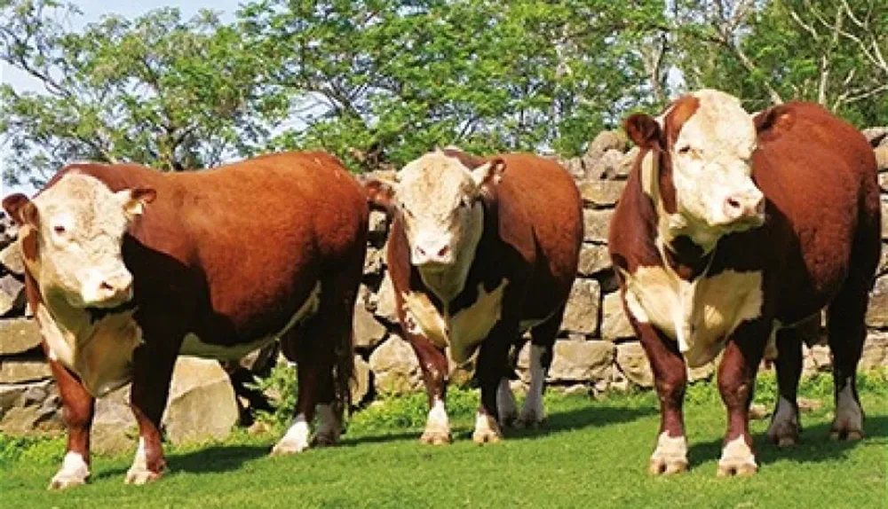 La oferta será de 25 toros y 120 vaquillonas que venderán MegaAgro y el BROU