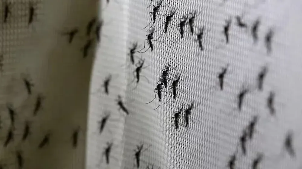 Cómo combatir a los mosquitos durante Año Nuevo