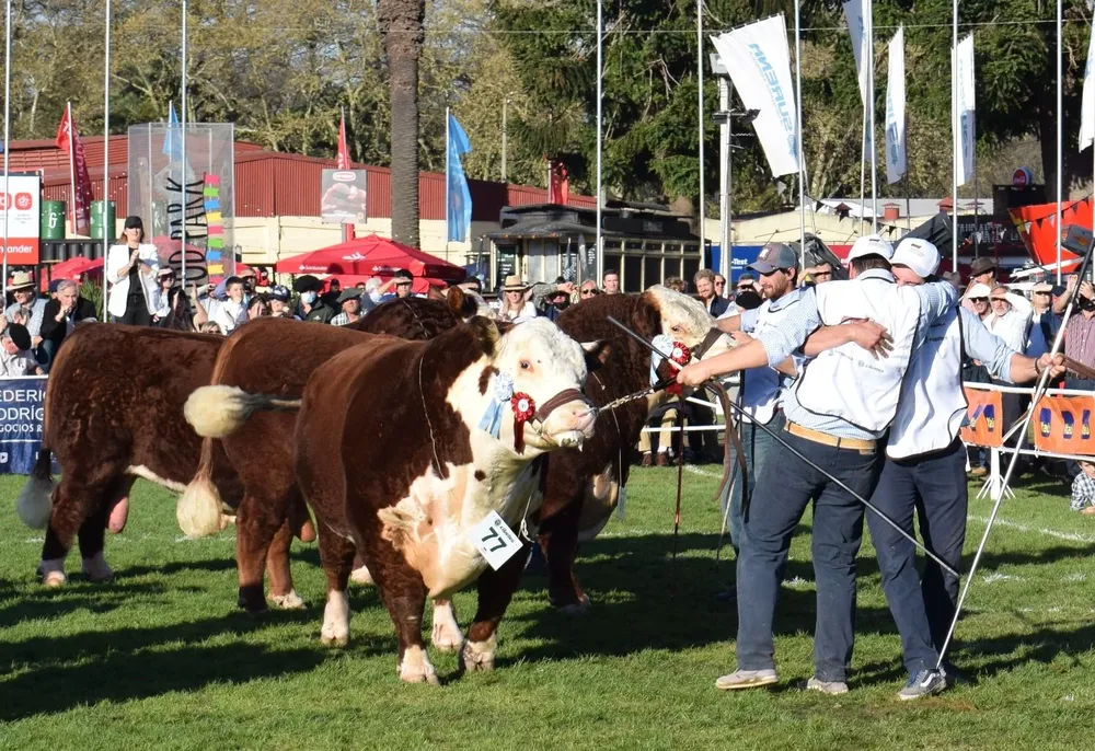 La cabaña La Hormiga, de Tacuarembó, ganó el Gran Campeón Polled Hereford y el Campeón Supremo.
