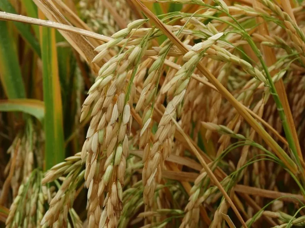 Productores e industriales acordaron el precio provisorio del arroz de 2014/2015