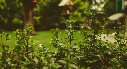 Jardinería y paisajismo - Curso a distancia
