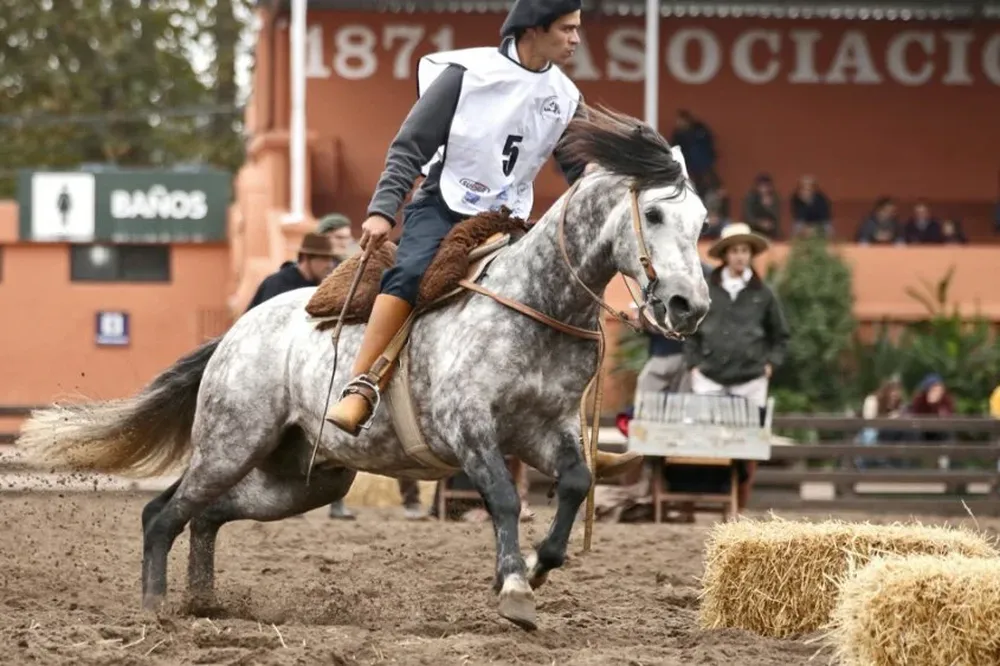 Jagüel Hilton, Criollo de Green Belt vendido a Nick Martin en US$ 18.000