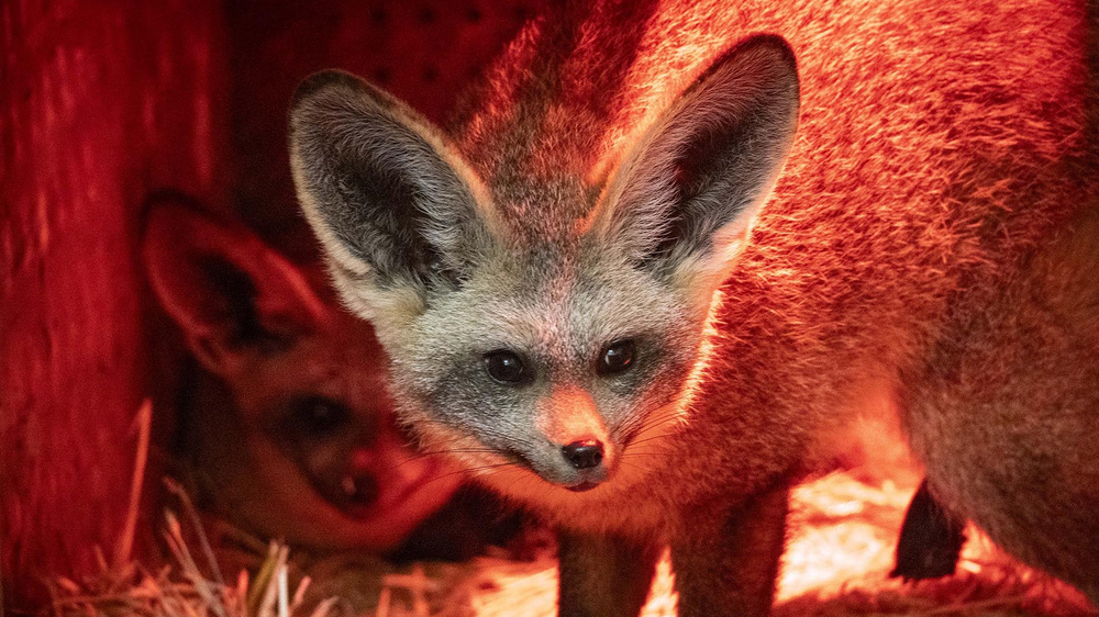 Zora y Zinzi, los pequeños zorros orejudos que llegaron desde los Países Bajos.