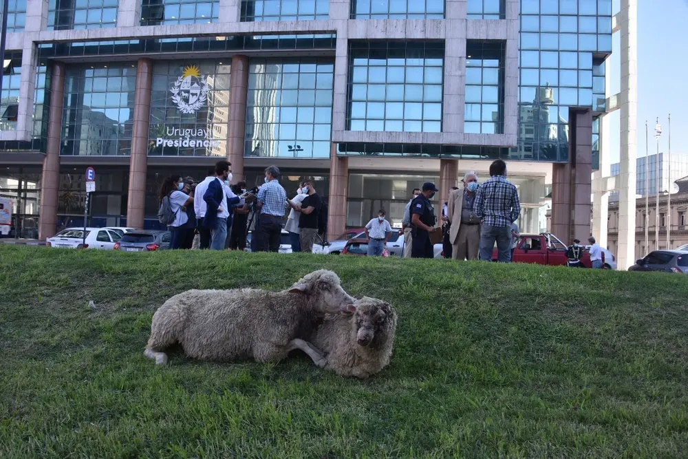 Productores rurales llevaron ovejas convalecientes hasta Torre Ejecutiva para mostrar los efectos de las jaurías de perros