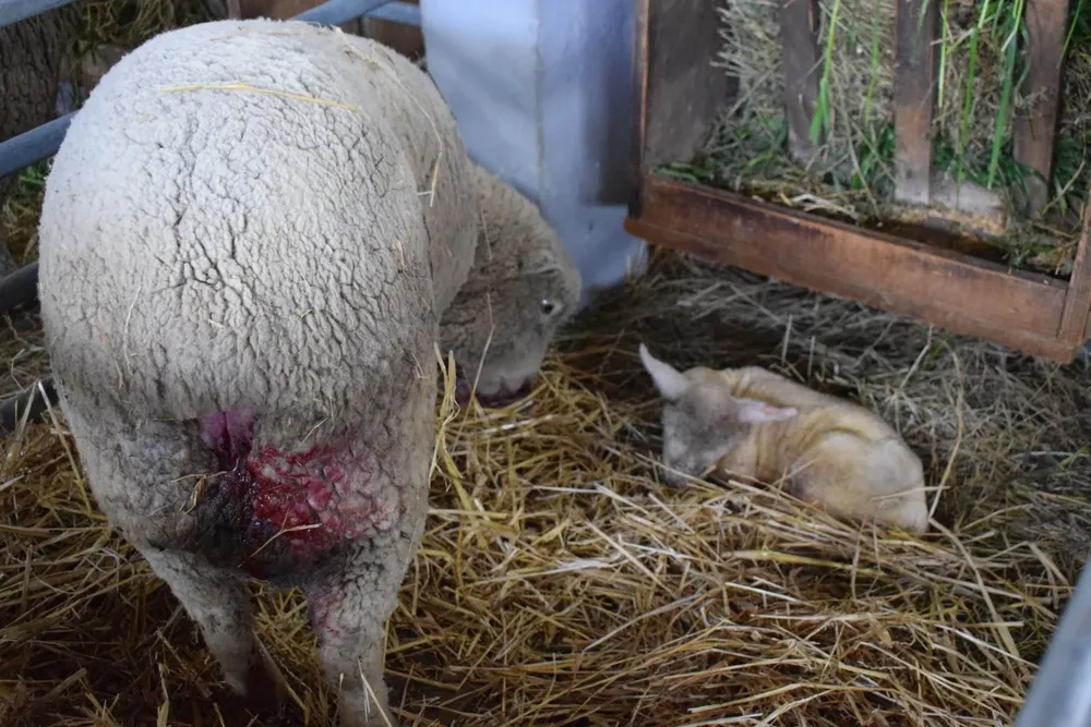El primer cordero nacido en el marco de la Expo Prado 2021.