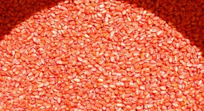 Estiman que se multiplicará en Argentina producción de granos