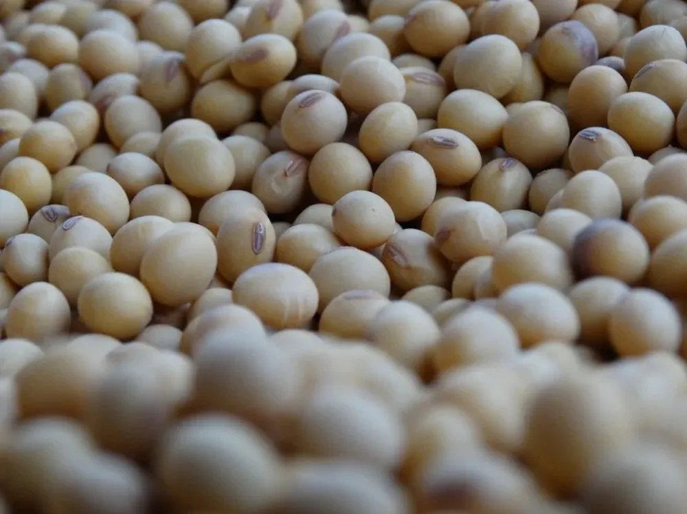 El complejo sojero lidera las exportaciones regionales de base agraria