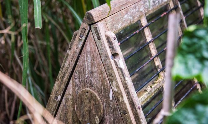 Sencillas pero eficaces: una caja de Ward de madera aquí entre un exuberante follaje.