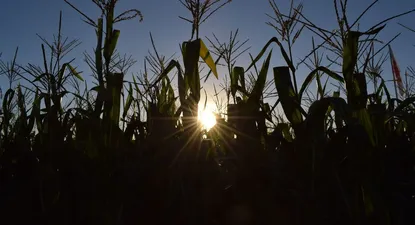 Maíz: gana espacio en el área de chacra uruguaya.