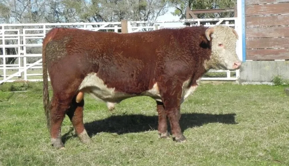 El toro de la caravana dos –de Elvira Romay–, el único astado de la oferta, será el primero del orden de ventas