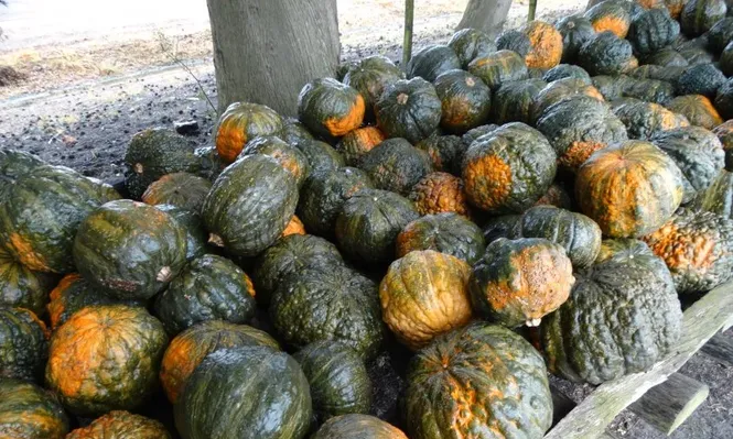 MEF ahorró $ 9,2 millones comprando productos hortícolas al Instituto de Rehabilitación