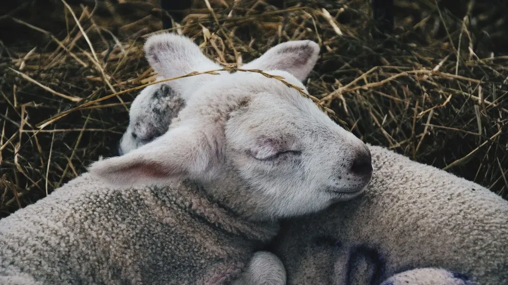 El sector ovino visualiza condiciones aptas para un crecimiento.