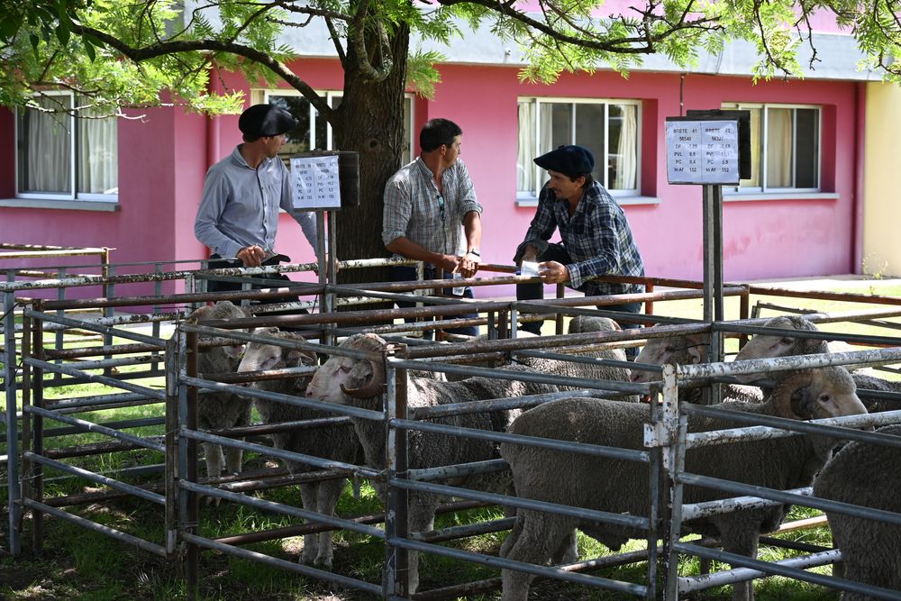 Carneros Merino Australiano fueron distribuidos a una amplia red de productores y entidades.