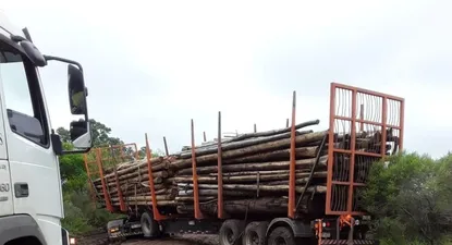 El intendente Nicolás Olivera compartió la foto de la carga atravesando el camino y calificó el acto como criminal