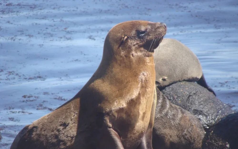 Lobo marino, imagen ilustrativa