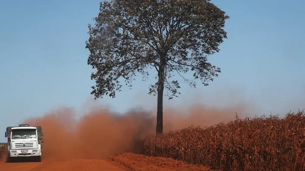 La vegetación de sabana ya no logrará generar una parte de la lluvia que generaba el bosque tropical.