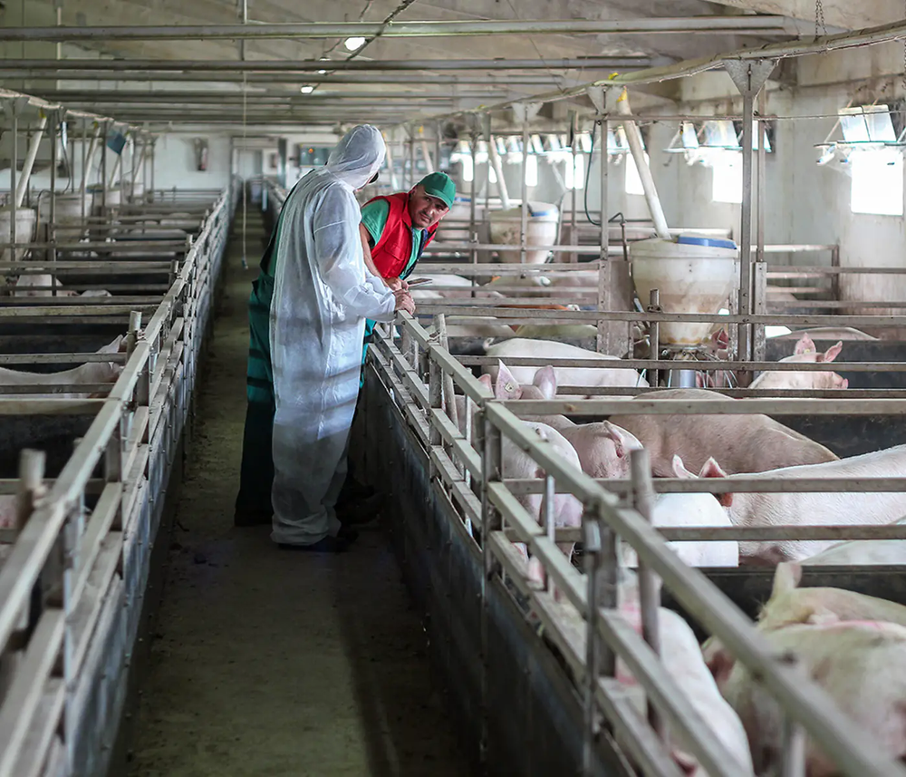Los ganaderos de porcino preocupado por la caída del precio del cerdo en los mercados.