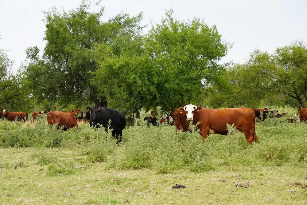 Bosque de la quebrada en Tacuarembó