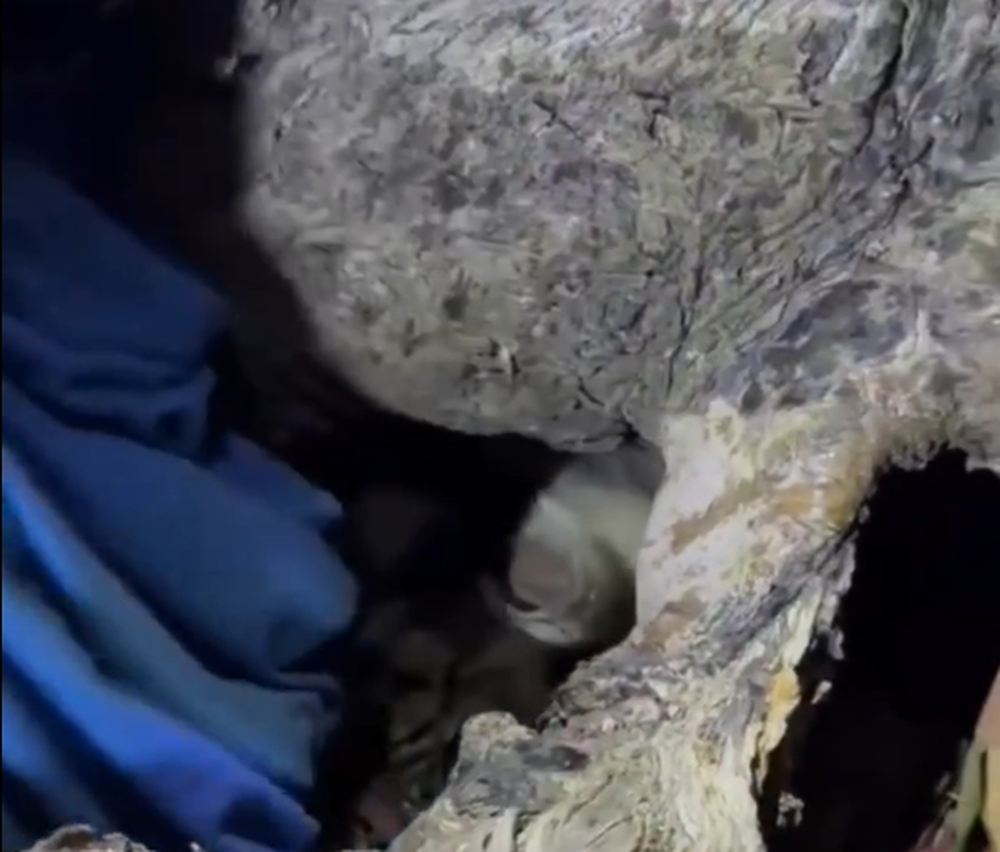 tambero encontró un animal inesperado