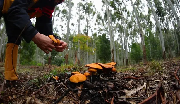 Hongos en montes con eucalyptus.