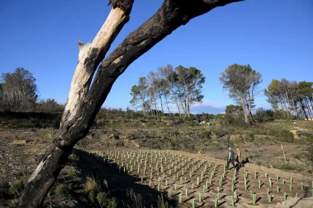 Los árboles elegidos son fresnos de flores, serbales comunes, arces de Montpellier, sorbos silvestres y perales de hojas de almendro.