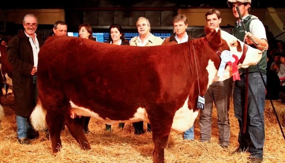 Estampa de la Gran Campeona Polled Hereford en momentos de ser coronada ayer en la Rural del Prado
