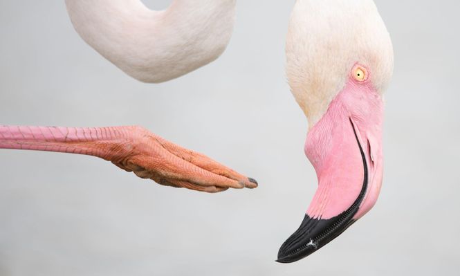 Las deslumbrantes imágenes de los premios Fotógrafo de la Vida Silvestre 2025