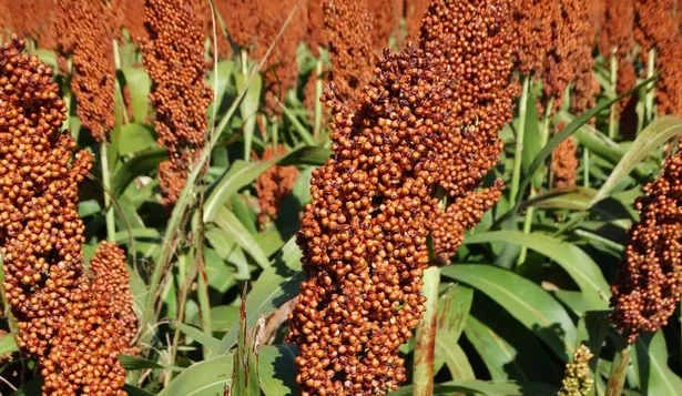 Sorgo, cultivo que ocupa área agrícola en verano, coincidiendo con la zafra de soja, maíz y girasol.