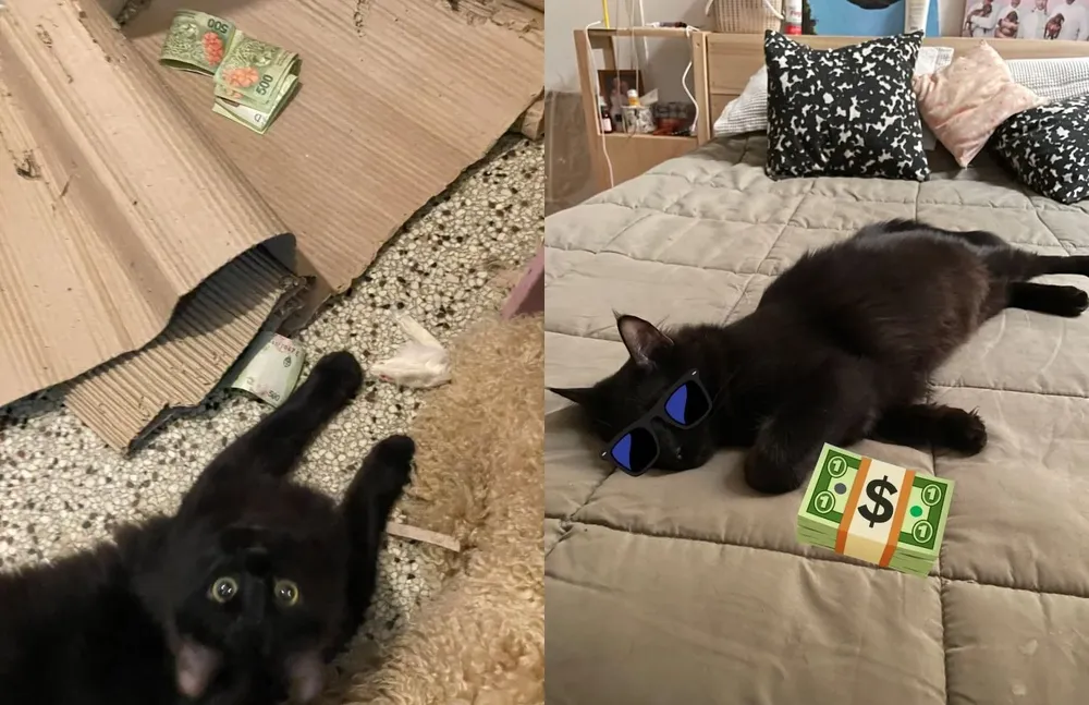 La dueña publicó las fotos en Twitter, donde el michi tiene los billetes