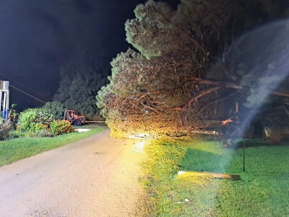 Árbol caído sobre vía publica en Cerros Azules, Ruta 9, km 88
