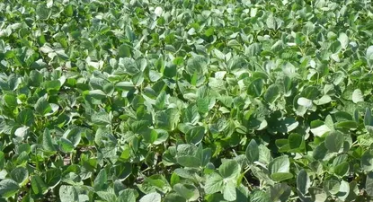 El Observador | 0004586400.webp