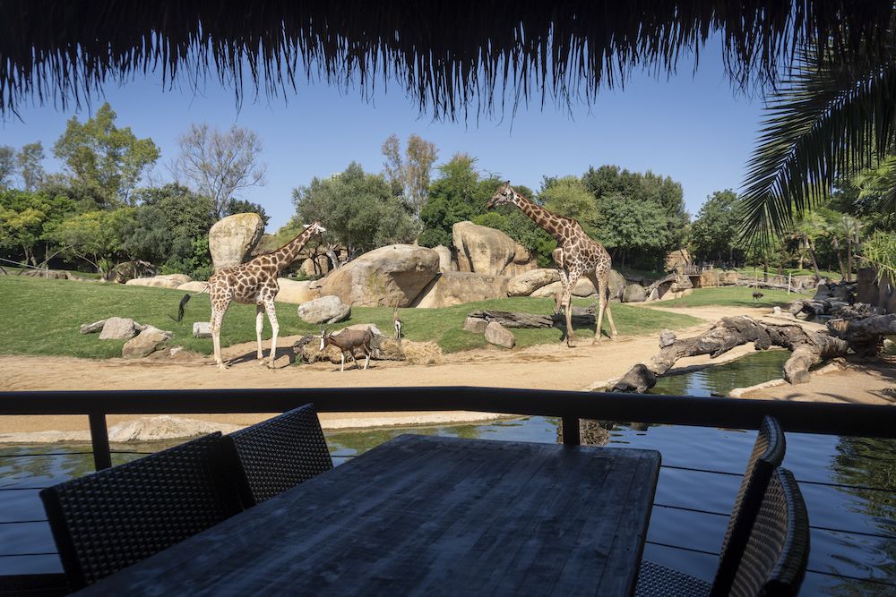 Ola de calor en España: Bioparc Valencia refresca a sus animales con helados y duchas. (Bioparc Valencia)&nbsp;