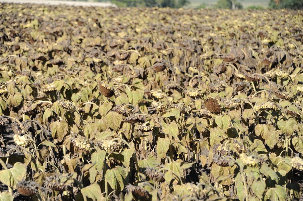 Inauguración de la cosecha de girasol.