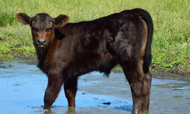 Top Angus, este lunes, con Zambrano & Cía y en Florida