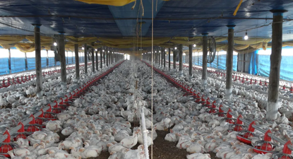 brasil suspende exportacion de pollo a china, ue y argentina por gripe aviar a 700 kilometros de uruguay