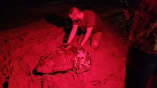 Una tortuga pone 117 huevos en la playa de Arenales del Sol, en Elche