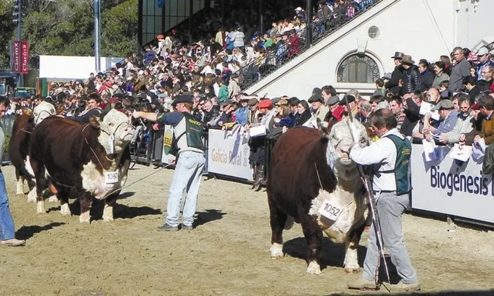 El toro Charrúa, de Sociedad Ganadera San Salvador, en primer plano desfilando en la pista de Palermo