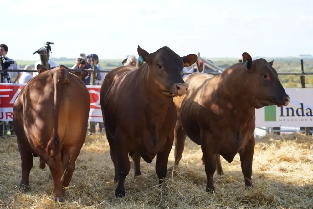 Indarte y Cía vendió todos los toros de El Cerro.