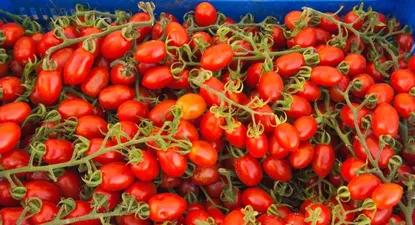 Tomates cherry