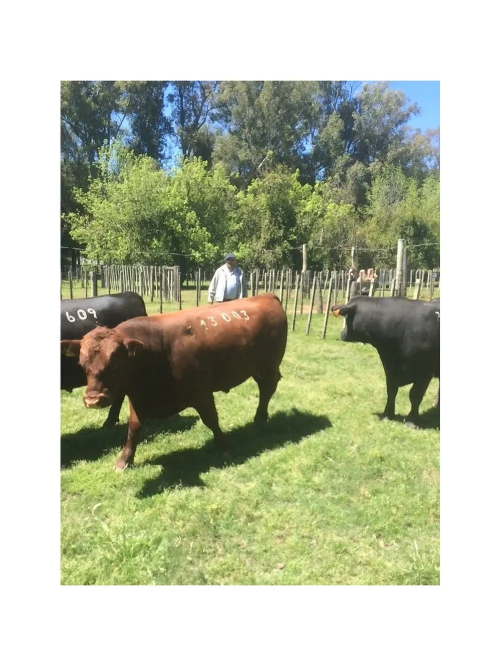 Javier Fillat con sus toros este sábado en Fraile Muerto