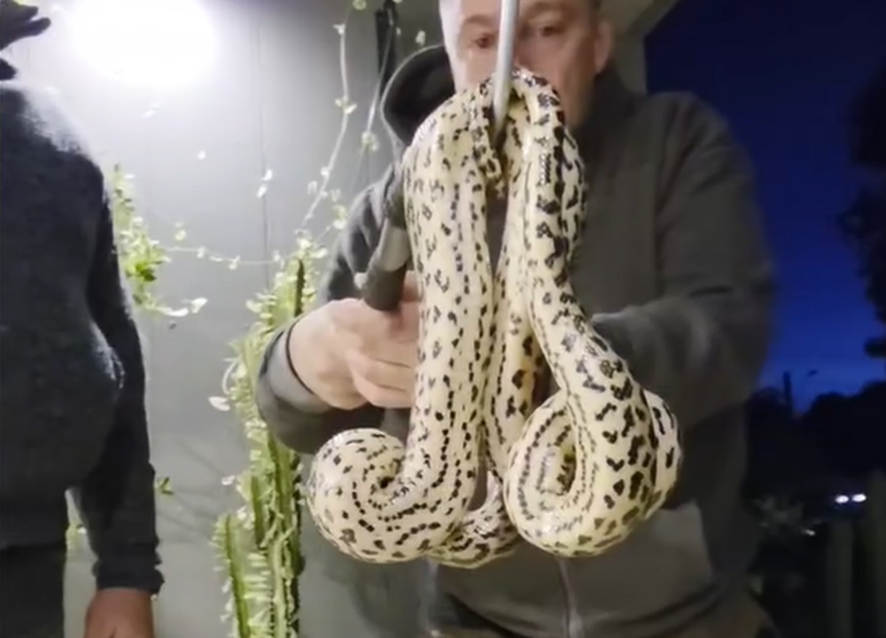 Alternatus Uruguay rescató una anaconda